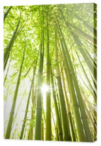 wysokie łodygi bambusa