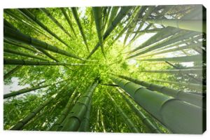 Zielone bambusowe tło natury