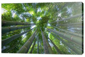 Bambusowy las, spojrzenie w niebo