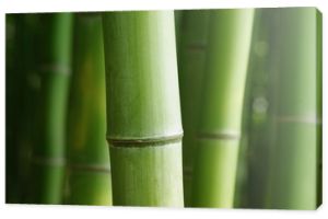 Zielony bambus