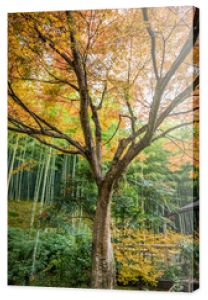 Gęsty zielony las bambusowy za pomarańczowo-żółtymi jesiennymi liśćmi z japońskiego drzewa klonowego liścia nitki w centrum zdjęcia