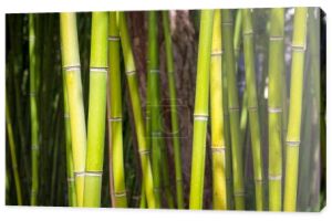Bamboo tree detail. Green tropical forest, zen background