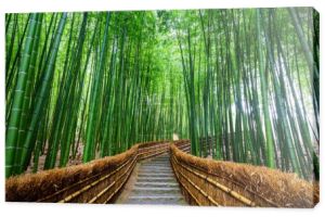 Ścieżka do bambusa lasu, Arashiyama, Kyoto, Japonia