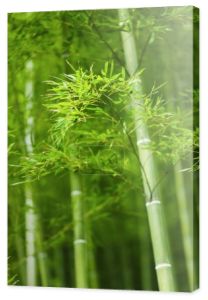 Las bambusowy w Japonii