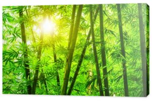 azjatycki bambus lesie 