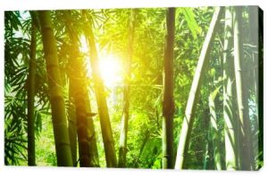 Bambus lesie i słońce flary