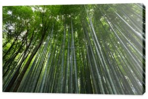 Arashiyama gaje bambusowe 