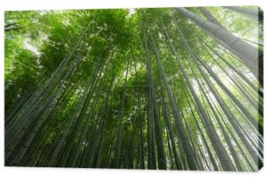 Zielony bambusowe drzewa w lesie