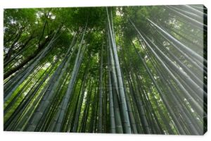 Zieleni Las bambusowy