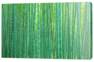  las bambusowy w Chinach