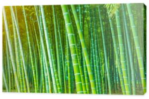  las bambusowy w Chinach