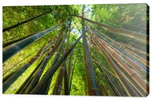 Zielone bambusowe tło. Od dołu do góry widok gaju bambusowego lasu ogrodowego. Koncepcja medytacyjna i buddyzm i Feng shui. Krajobraz Marrakeszu, Maroko. poniżej szerokiego kąta