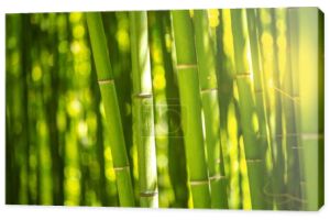 Plantacja bambusa, zielone bambusowe tło ogrodzenia, tekstura bambusa