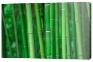 Las bambusowy, naturalne zielone tło w soczi arboretum