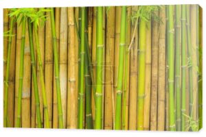 bambusowe drzewa ściany dla naturalnego tła