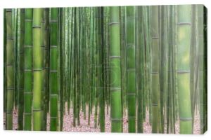 Simnidaebat Bambus lesie. Słynny bambusowym lesie w Ulsan Taehwagang rzeki wielki Park posiada pole rozległe bambus obejmującą obszar pomiędzy taehwa mostu i most są samho. Ulsan, Korea Południowa