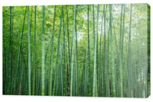 Słońce i zielony las bambusowy