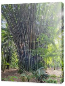 Bambusowy Las dorastający w gardern Orlando Floryda Fotografia obrazek tło