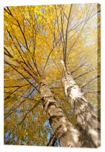 Pożółkłe liście na drzewach w lasach i parkach.