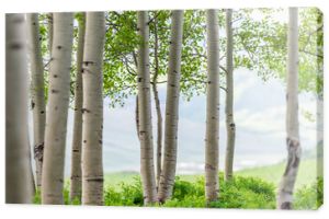 Snodgrass szlak krawędzi lasu w Mount Crested Butte, Kolorado w górach parku National Forest z zbliżenie zielonych drzew osiki latem