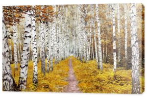 Jesienny krajobraz z brzozowym lasem. Ścieżka wśród drzew