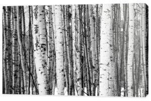 Podstawka drzew w czerni i bieli w krajobraz zimowy sezon
