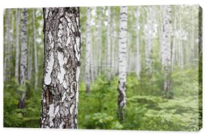 Pień brzozy zbliżenie w zielonym lesie z zamazanym tle. Naturalne miękkie tło zewnętrzne z selektywną ostrością. Ural dzikie lasy krajobraz przyrody w Rosji