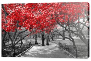 Baldachim czerwonych drzew w surrealistycznej czarno-białej scenie krajobrazowej w Central Parku w Nowym Jorku