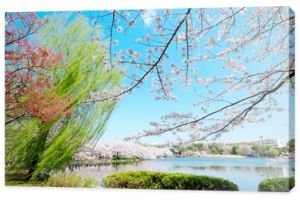 Piękna sceneria z czerwonym liściem, zielona wierzba, kwiat sakura, czysty staw i jasne, żywe błękitne niebo w sezonie wiosennych kwiatów wiśni, Tokio, Japonia