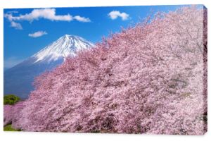 Góry Fuji i wiśniowe kwiaty wiosną, Japonia.