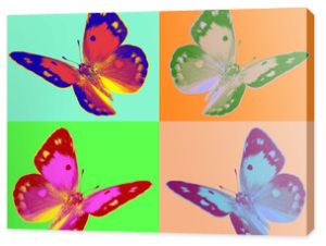 pop art motyl Colias