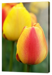 Kolorowe tulipany z bliska