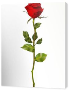 Czerwona róża na białym tle. EPS 10