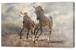 A pair of white horses