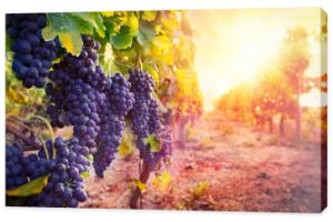 winnica z dojrzałymi winogronami na wsi o zachodzie słońca