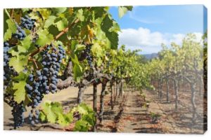winogrona na winorośli w napa valley w Kalifornii