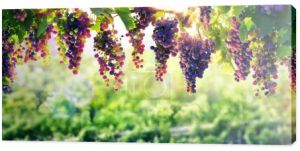 Słońce, które dojrzewa winogron winorośli
