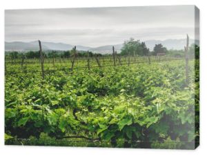 pięknych zielonych winnic z góry na tle w Gruzji 