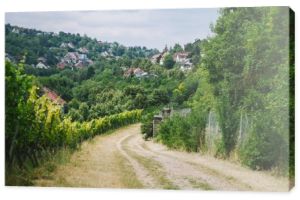 wiejskiej drodze do wsi i winnicy z drzew na boki w Würzburg, Niemcy