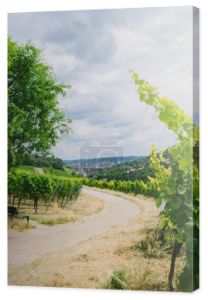 droga do miasta i winnic na boki w Würzburg, Niemcy