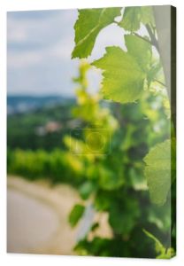 Selektywny fokus zielony winorośli pozostawia w Würzburg, Niemcy