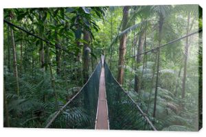 podwieszany most z baldachimu spacer po głębokim lesie