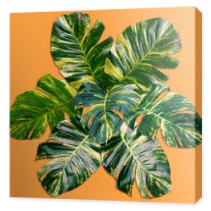 Zielony wzór liści palmowych dla koncepcji natury, tropikalny liść na pomarańczowym tle