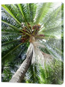 drzewo kokosowe w ogrodzie