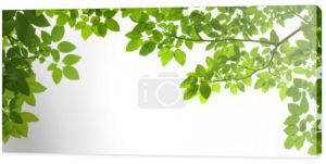 Panoramiczne zielone liście na białym tle