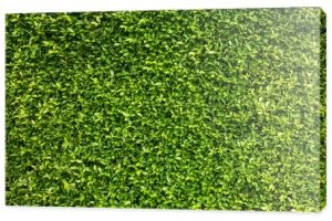 Zielone liście tło ściany