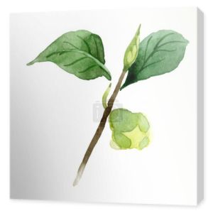 Pączek Kamelia z zielonymi listwami wyizolowanymi na biało. Zestaw tła akwarelowego.