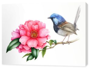 Strzyżyk wróżka i różowy kwiat kamelii. Ogród australii ptak akwarela ilustracja. Strzyżyk ptak z delikatnymi wiosennymi kwiatami kamelii i zielonymi liśćmi. Realistyczny obraz kwiatowy wiosna.