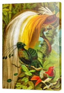 Rajski rajski ptak (1), rajski ptak z sześcioma piórami (2) i rajski rajski król (3) (z Meyers Lexikon, 1896, 13/510/511)