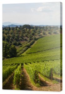 winnica - Toskania